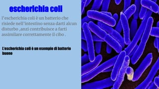 escherichia coli
l’escherichia coli è un batterio che
risiede nell’intestino senza darti alcun
disturbo ,anzi contribuisce a farti
assimilare correttamente il cibo .
L’escherichia coli è un esempio di batterio
buono
 
