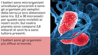 I batteri sono microrganismi
unicellulari,procarioti e sono
gli organismi più semplici
della terra.Le loro dimensioni
sono tra 0,2 e 30 micrometri
per questo sono invisibili ai
nostri occhi. Sul nostro
pianeta sono comparsi 3,8
miliardi di anni fa e sono
tuttora presenti.
I batteri sono gli organismi
più diffusi al mondo.
 