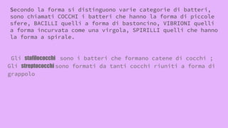 Secondo la forma si distinguono varie categorie di batteri,
sono chiamati COCCHI i batteri che hanno la forma di piccole
sfere, BACILLI quelli a forma di bastoncino, VIBRIONI quelli
a forma incurvata come una virgola, SPIRILLI quelli che hanno
la forma a spirale.
Gli stafilococchi sono i batteri che formano catene di cocchi ;
Gli streptococchi sono formati da tanti cocchi riuniti a forma di
grappolo
 