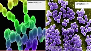streptococchi
stafilococchi
 