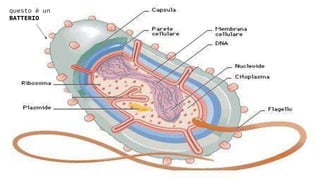 questo è un
BATTERIO
 