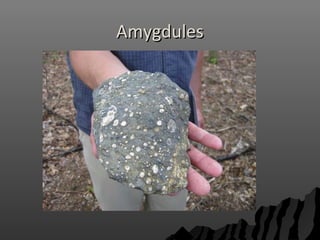 AmygdulesAmygdules
 
