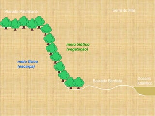 Planalto Paulistano Baixada Santista Oceano Atlântico Serra do Mar meio físico (escarpa) meio biótico (vegetação) 
