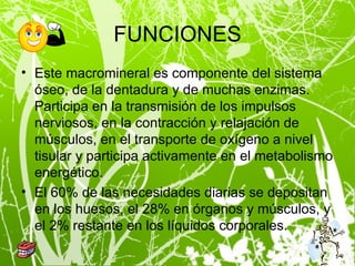 FUNCIONES Este macromineral es componente del sistema óseo, de la dentadura y de muchas enzimas. Participa en la transmisión de los impulsos nerviosos, en la contracción y relajación de músculos, en el transporte de oxígeno a nivel tisular y participa activamente en el metabolismo energético. El 60% de las necesidades diarias se depositan en los huesos, el 28% en órganos y músculos, y el 2% restante en los líquidos corporales. 