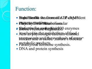 Function:
 Stabilize the structure of ATP-dependent
enzyme reactions.
 Cofactor for more than 300 enzymes
involved in the metabolism of food
components and the synthesis of many
metabolic products.
 DNA and protein synthesis
 Important in the formation of cAMP
 Plays a role in neuromuscular
transmission and activity.
 Acts as physiologic calcium-channel
blocker and is called “nature’s blocker”
 Parathyroid hormone synthesis.
 Bone Health
 Carbohydrate Metabolism
 Blood Pressure Regulation
 