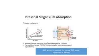 EGF action is required for normal DCT apical
expression of TRPM6)
 