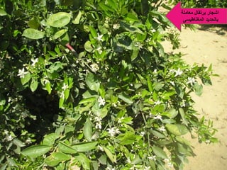 ‫معامىة‬ ‫درتقال‬ ‫اشجار‬
‫المغناطيس‬ ‫دالحديد‬
 