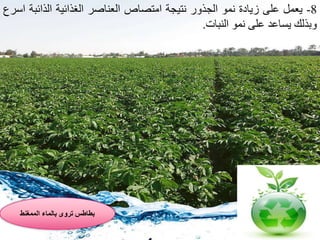 ‫بطاطسًتروىًبالماءًالممغنط‬
8-‫يعم‬‫على‬‫زيادة‬‫نمو‬‫الجذور‬‫نتيجة‬‫امتصاص‬‫العناصر‬‫الغذاةية‬‫الذاةب‬‫ة‬‫اسرا‬
‫وقذلك‬‫اعد‬ ‫ي‬‫على‬‫نمو‬‫النبات‬.
 