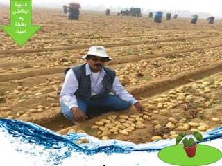 ً‫انتاجية‬
ً‫البطاطس‬
ً‫بعد‬
ً‫مغنطة‬
‫المياه‬
 