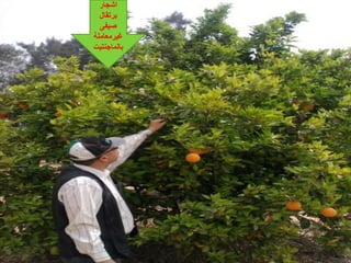 ‫اشجار‬
‫درتقال‬
‫صيف‬
‫غيرمعامىة‬
‫دالماجنتيت‬
 