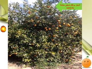 ‫معامىة‬ ‫صيف‬ ‫درتقال‬ ‫اشجار‬
‫دالماجنتيت‬
 