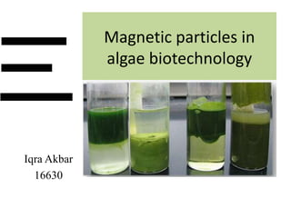 Magnetic particles in algae biotechnology | PPTX