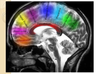 Magnetic resonance angiography