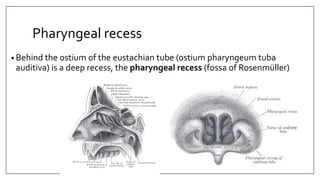 Pharyngeal recess
• Behind the ostium of the eustachian tube (ostium pharyngeum tuba
auditiva) is a deep recess, the pharyngeal recess (fossa of Rosenmüller)
 