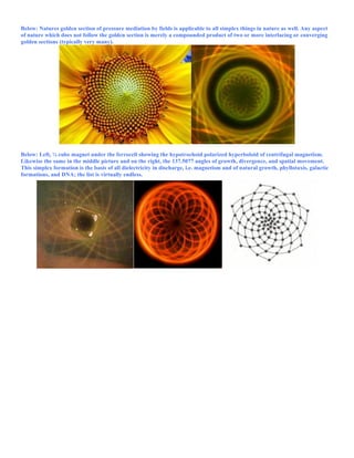 Below: Natures golden section of pressure mediation by fields is applicable to all simplex things in nature as well. Any aspect
of nature which does not follow the golden section is merely a compounded product of two or more interlacing or converging
golden sections (typically very many).
Below: Left, ¼ cube magnet under the ferrocell showing the hypotrochoid polarized hyperboloid of centrifugal magnetism.
Likewise the same in the middle picture and on the right, the 137.5077 angles of growth, divergence, and spatial movement.
This simplex formation is the basis of all dielectricity in discharge, i.e. magnetism and of natural growth, phyllotaxis, galactic
formations, and DNA; the list is virtually endless.
 