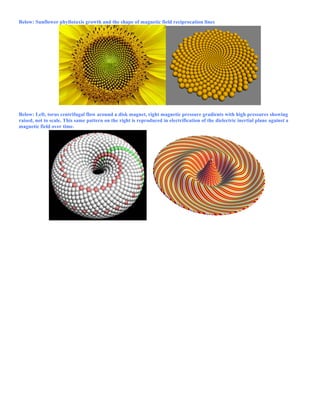 Below: Sunflower phyllotaxis growth and the shape of magnetic field reciprocation lines
Below: Left, torus centrifugal flow around a disk magnet, right magnetic pressure gradients with high pressures showing
raised, not to scale. This same pattern on the right is reproduced in electrification of the dielectric inertial plane against a
magnetic field over time.
 