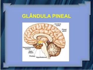 GLÂNDULA PINEAL
 