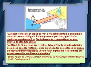 “A pineal é um sensor capaz de „ver‟ o mundo espiritual e de coligá-lo
com a estrutura biológica. É uma glândula, portanto, que „vive‟ o
dualismo espírito-matéria. O cérebro capta o magnetismo externo
através da glândula pineal”.
“A Glândula Pineal deve ser o melhor laboratório de estudos da física
da relação espírito-matéria, e suas propriedades de captação de ondas
do espectro eletromagnético devem estar implicadas nas funções de
sensopercepção mediúnica e telepática".
 Sérgio Felipe de Oliveira , diretor-presidente da Associação Médico-Espírita
de São Paulo (Amesp).
 