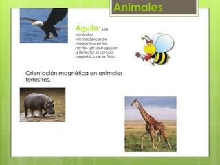Animales
Águila: Las
partículas
microscópicas de
magnetitas en los
nervios del pico ayudan
a detectar el campo
magnético de la Tierra
Orientación magnética en animales
terrestres.
 