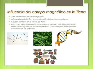 Influencia del campo magnético en la TierraInfluencia del campo magnético en la Tierra
 Afectan la dirección de la migración.
 Alteran el crecimiento y la reproducción de los microorganismos.
 Causan cambios en la síntesis de ADN.
 Los campos electromagnéticos pueden usarse para inhibir el crecimiento
de los microorganismos, lo que se presenta como una posibilidad para la
conservación de alimentos.
 