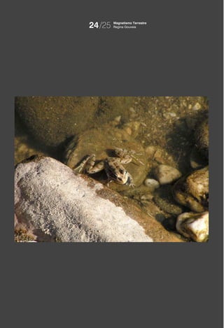 24/25   Magnetismo Terrestre
        Regina Gouveia
 