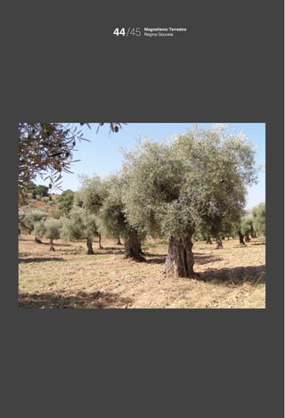 44/45   Magnetismo Terrestre
        Regina Gouveia
 