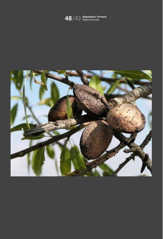 48/49   Magnetismo Terrestre
        Regina Gouveia
 