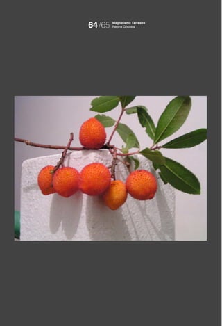 64/65   Magnetismo Terrestre
        Regina Gouveia
 