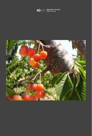 40/41   Magnetismo Terrestre
        Regina Gouveia
 