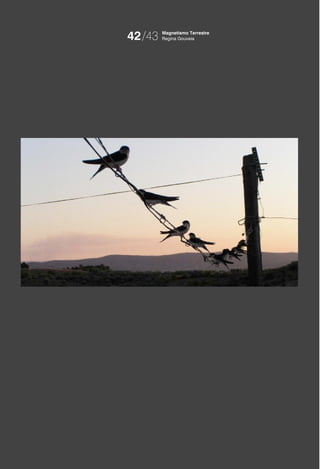 42/43   Magnetismo Terrestre
        Regina Gouveia
 