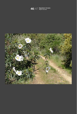 46/47   Magnetismo Terrestre
        Regina Gouveia
 