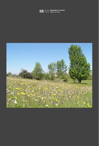 58/59   Magnetismo Terrestre
        Regina Gouveia
 