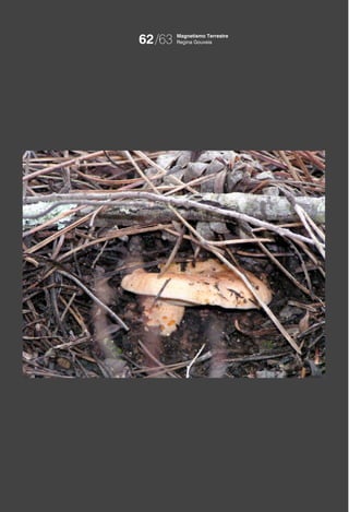 62/63   Magnetismo Terrestre
        Regina Gouveia
 