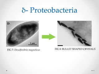 Magnetosome | Magnetotactic bacteria (MTB) | | PPT