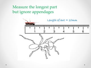 Measuring Ant With Ruler Magnification | PPTX