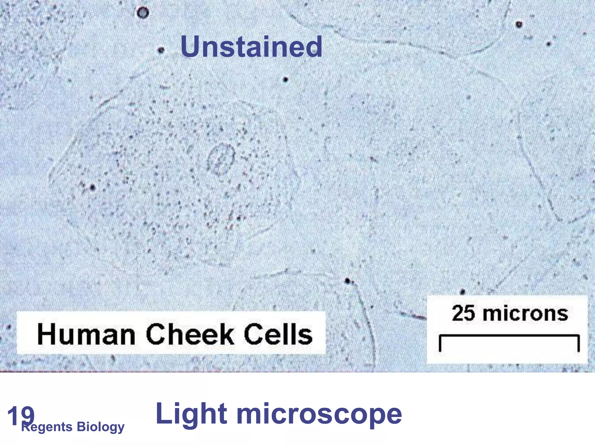 Regents Biology19 Light microscope
Unstained
 