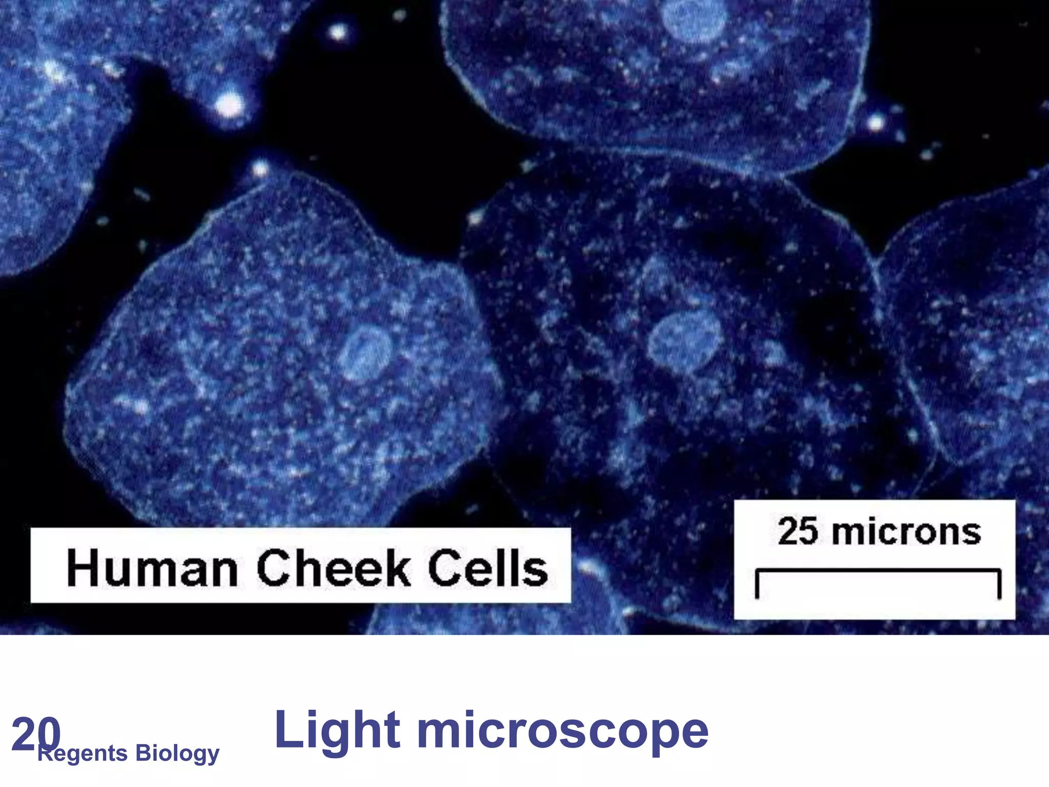 Regents Biology20 Light microscope
 