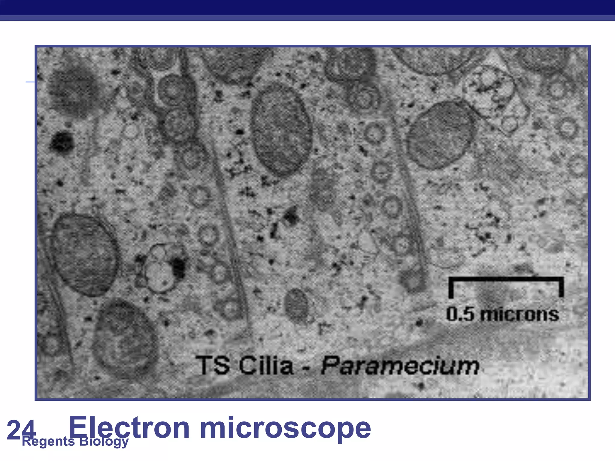 Regents Biology24 Electron microscope
 