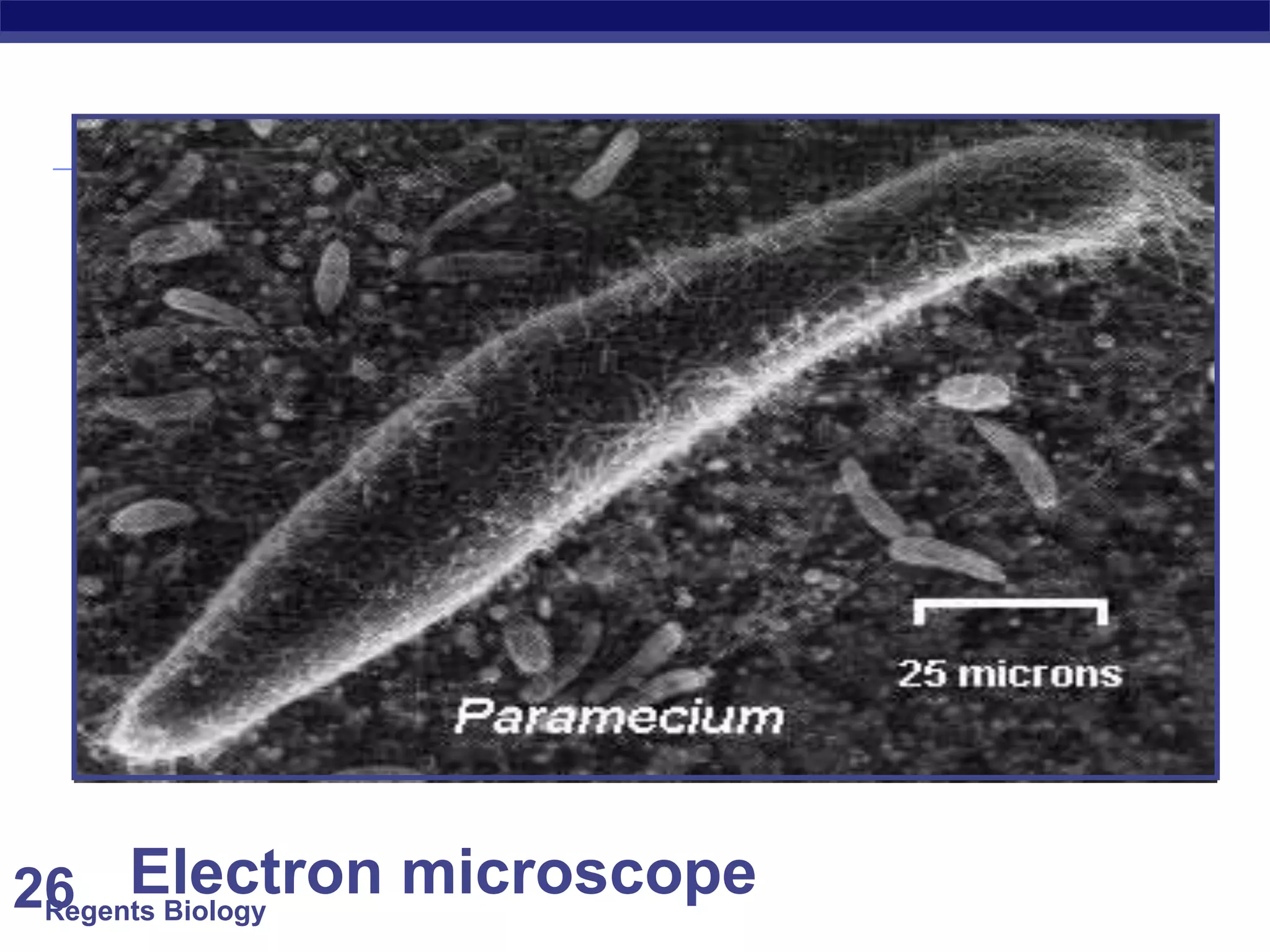 Regents Biology26 Electron microscope
 