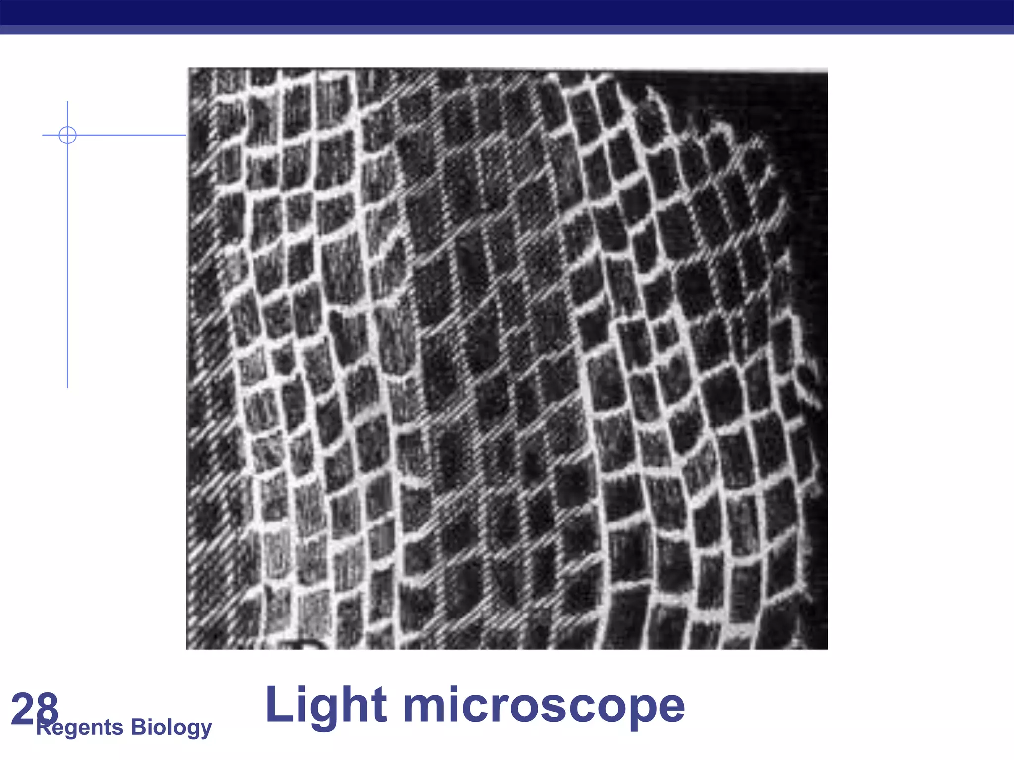 Regents Biology28 Light microscope
 