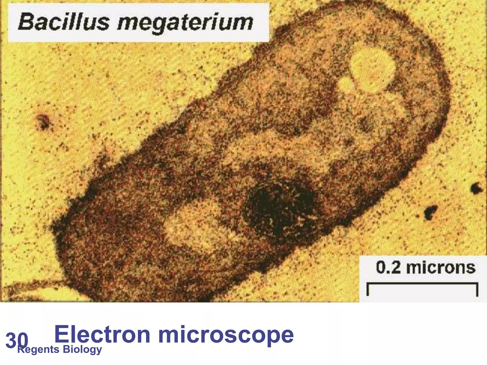Regents Biology30 Electron microscope
 