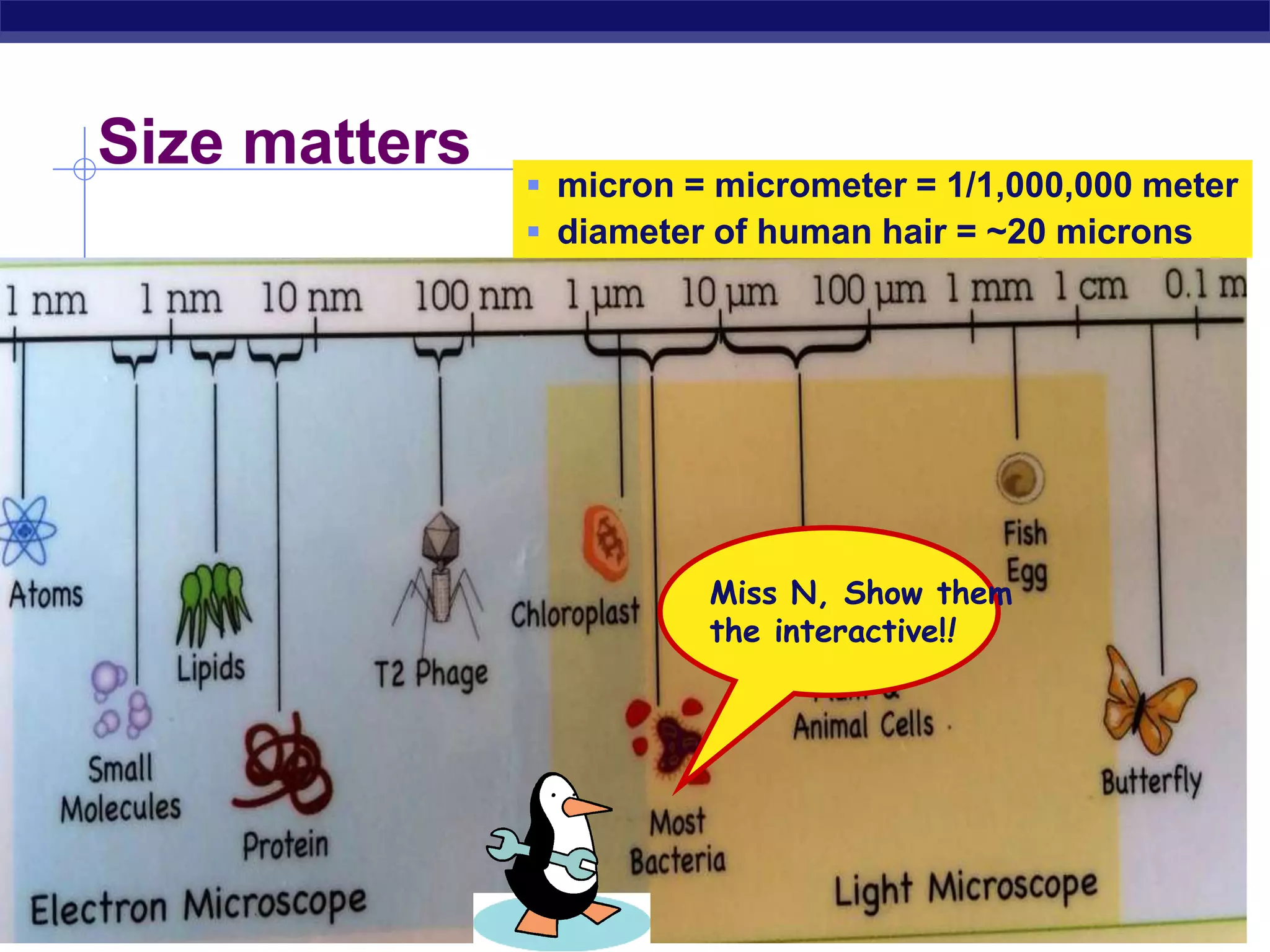 Regents Biology
Size matters
 micron = micrometer = 1/1,000,000 meter
 diameter of human hair = ~20 microns
Miss N, Show them
the interactive!!
 