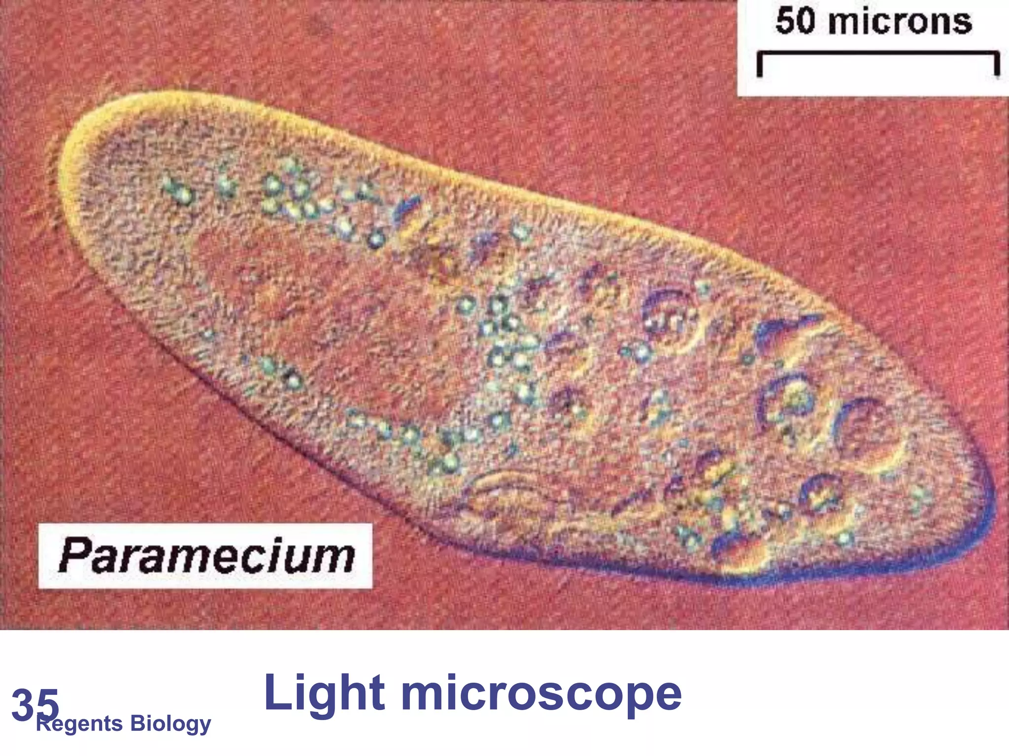 Regents Biology35 Light microscope
 