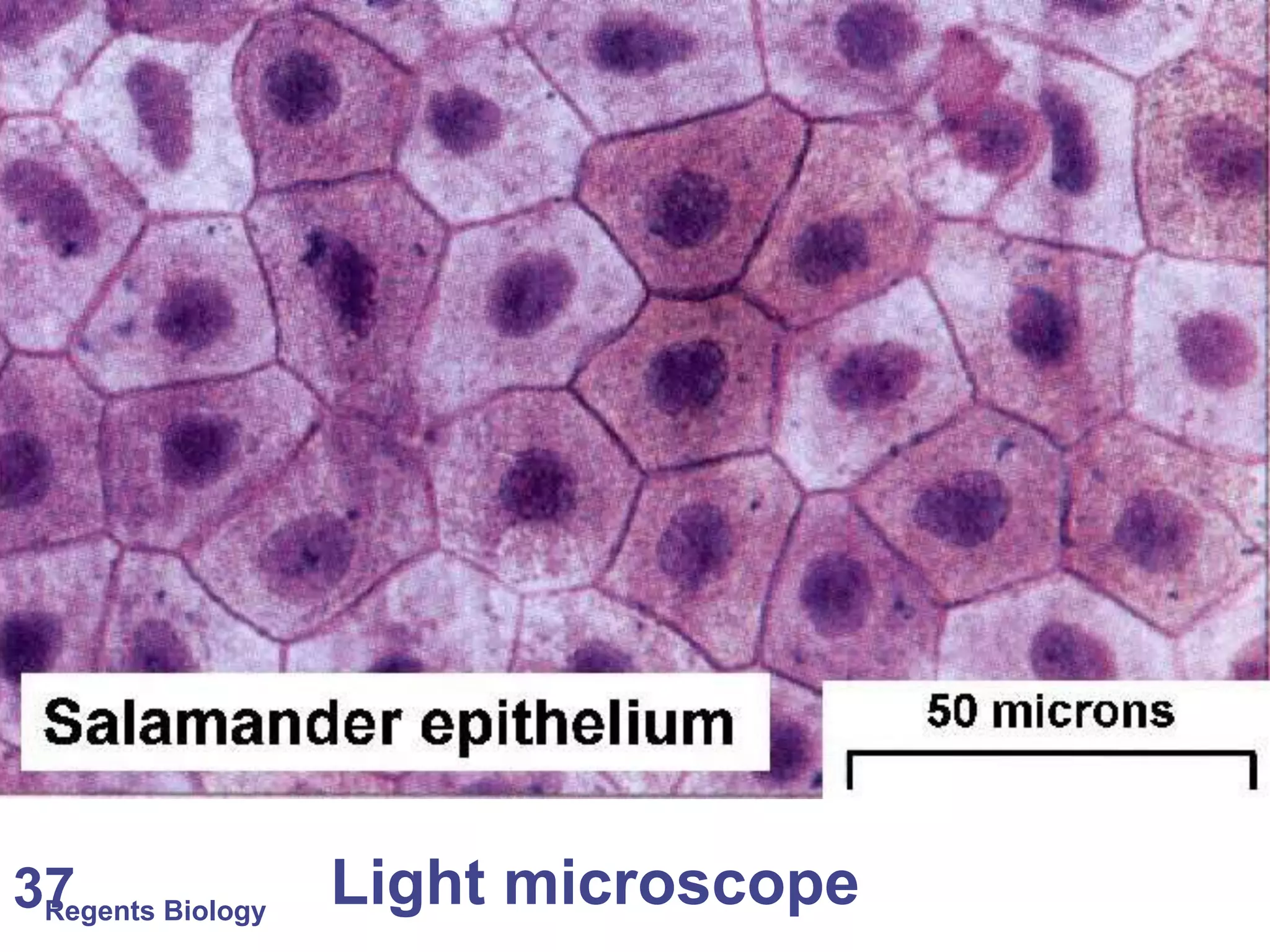 Regents Biology37 Light microscope
 