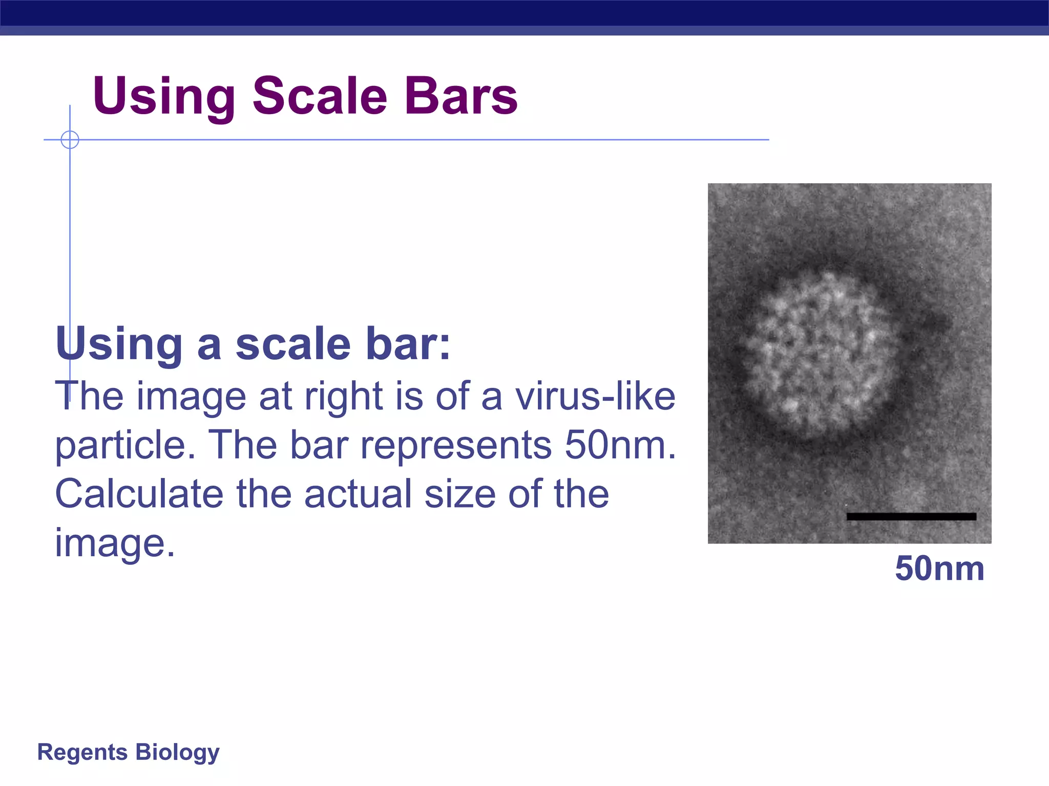 Regents Biology
Using Scale Bars
Using a scale bar:
The image at right is of a virus-like
particle. The bar represents 50nm.
Calculate the actual size of the
image.
50nm
 