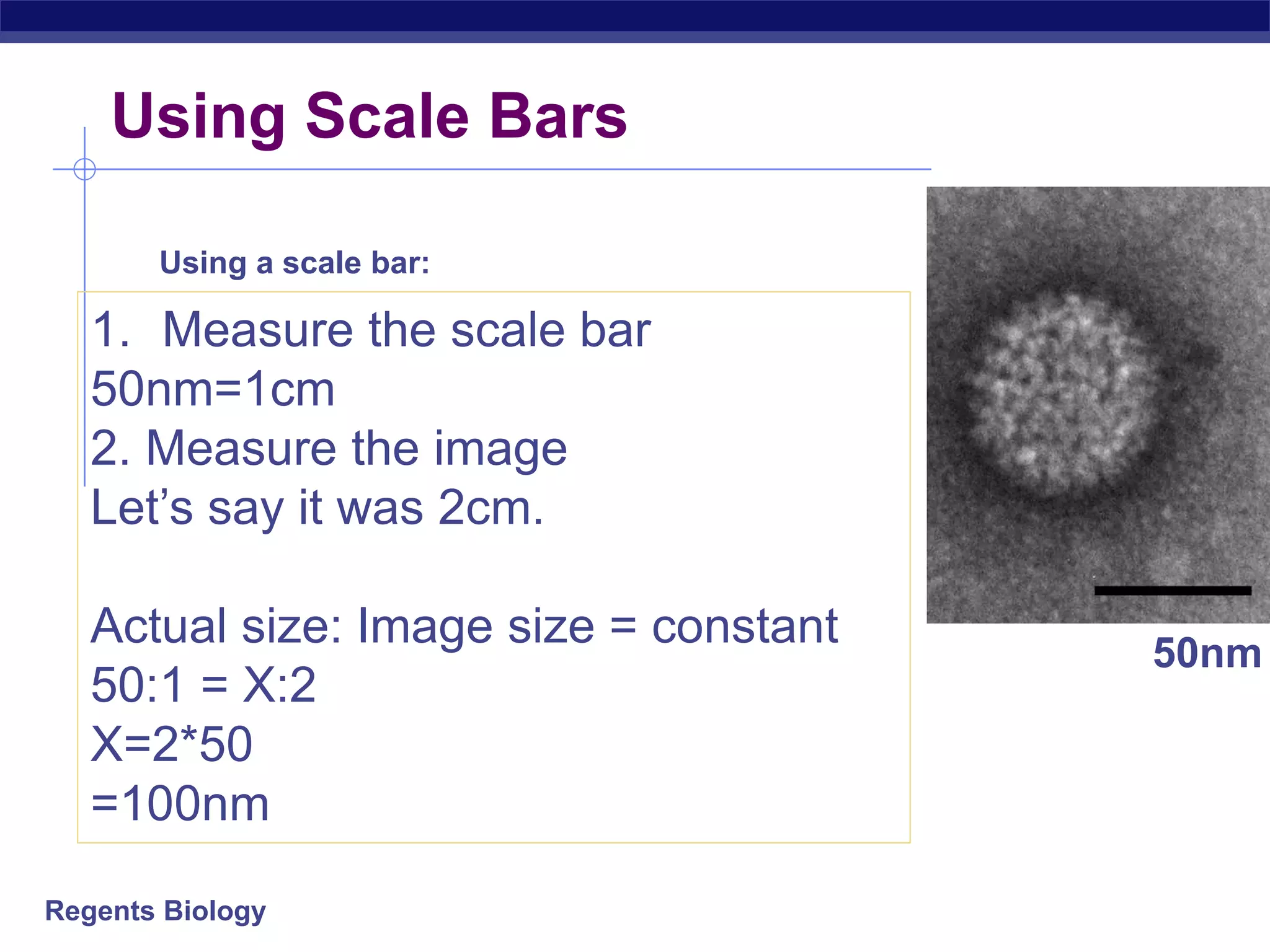 Regents Biology
1. Measure the scale bar
50nm=1cm
2. Measure the image
Let’s say it was 2cm.
Actual size: Image size = constant
50:1 = X:2
X=2*50
=100nm
Using a scale bar:
50nm
Using Scale Bars
 