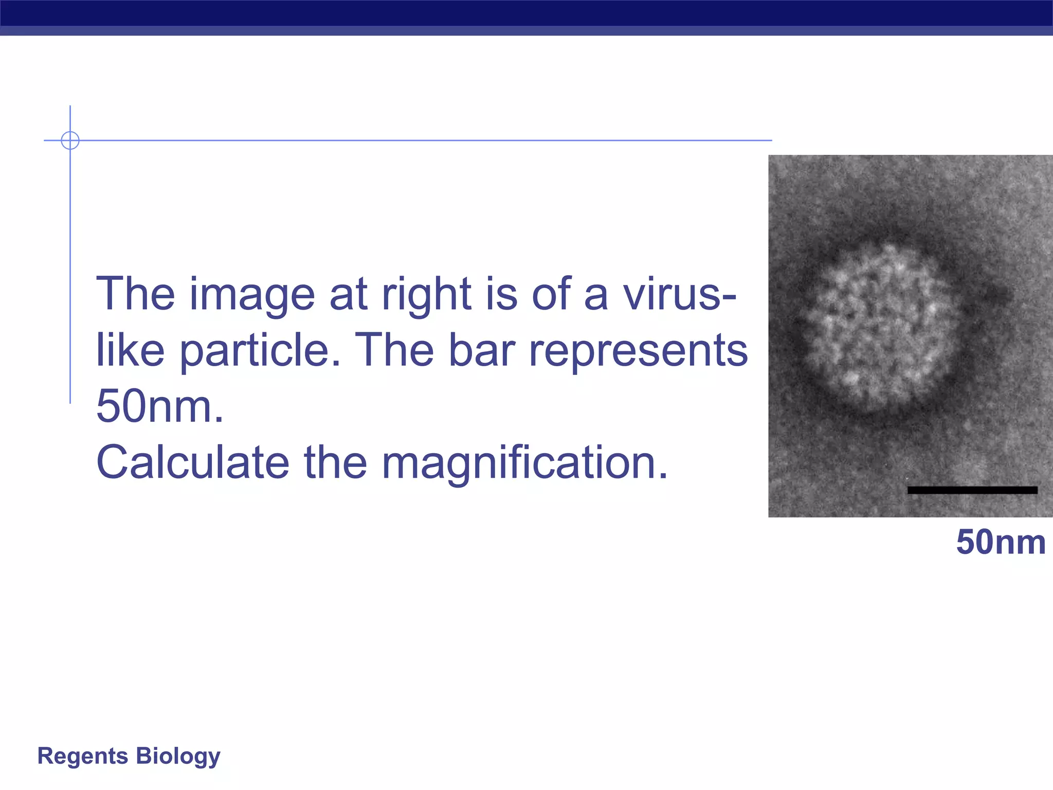 Regents Biology
The image at right is of a virus-
like particle. The bar represents
50nm.
Calculate the magnification.
50nm
 