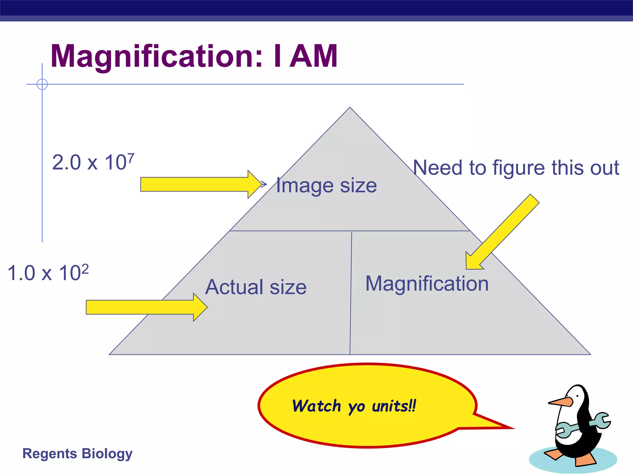 Regents Biology
Magnification: I AM
Watch yo units!!
Image size
Actual size Magnification
2.0 x 107
Need to figure this out
1.0 x 102
 