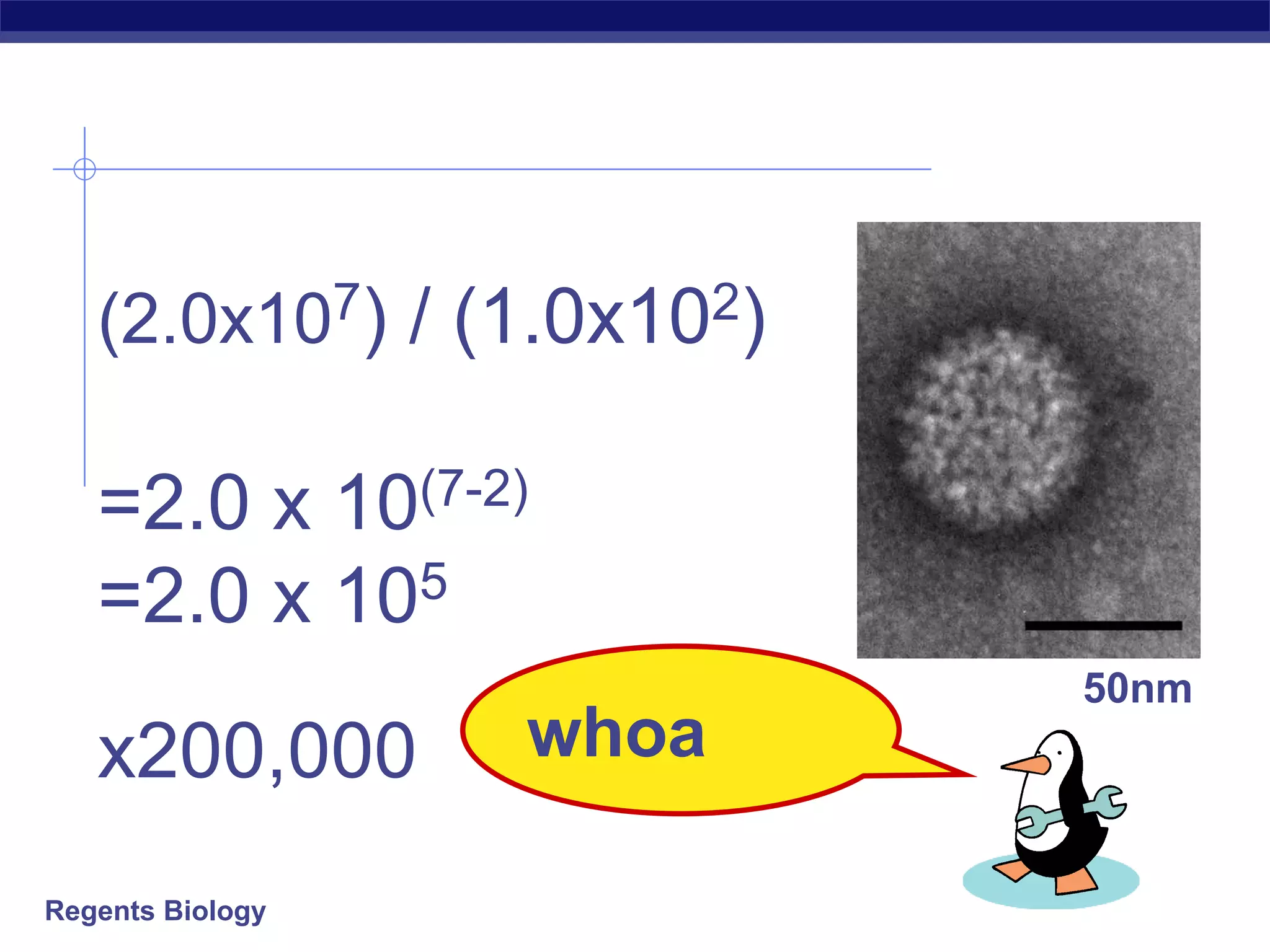 Regents Biology
(2.0x107) / (1.0x102)
=2.0 x 10(7-2)
=2.0 x 105
x200,000 whoa
50nm
 