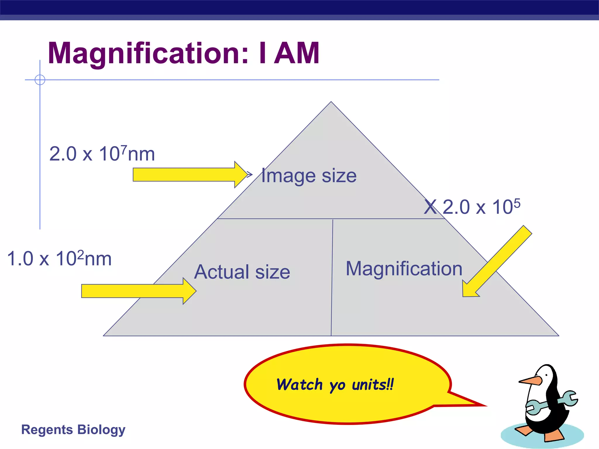 Regents Biology
Magnification: I AM
Watch yo units!!
Image size
Actual size Magnification
2.0 x 107nm
X 2.0 x 105
1.0 x 102nm
 